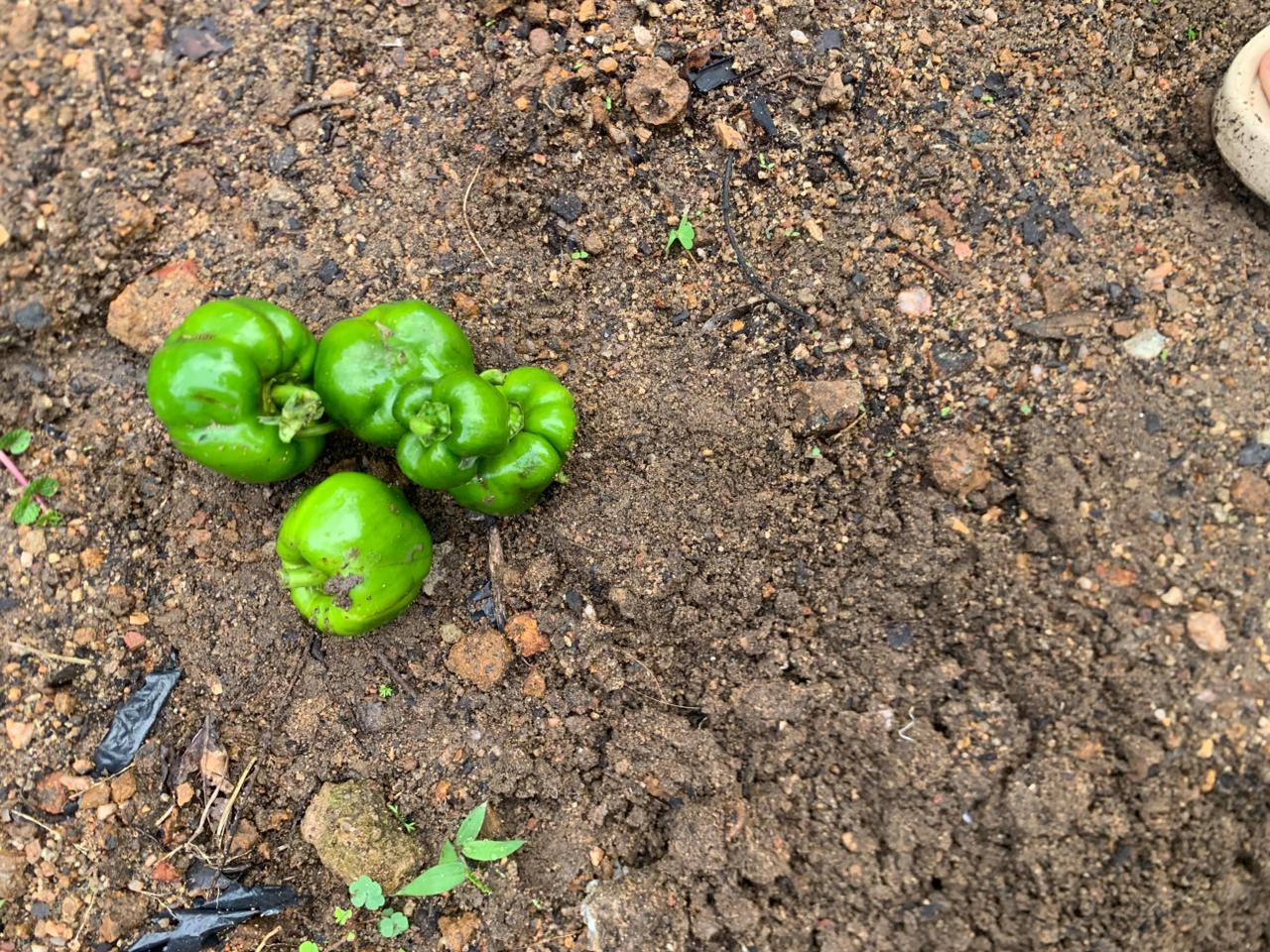 Organic green sweet pepper